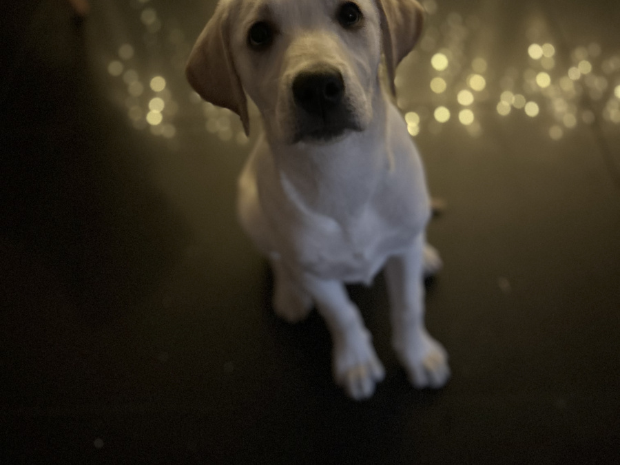 Labrador Girl puppy 5month old 5