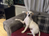 Labrador Girl puppy 5month old 6