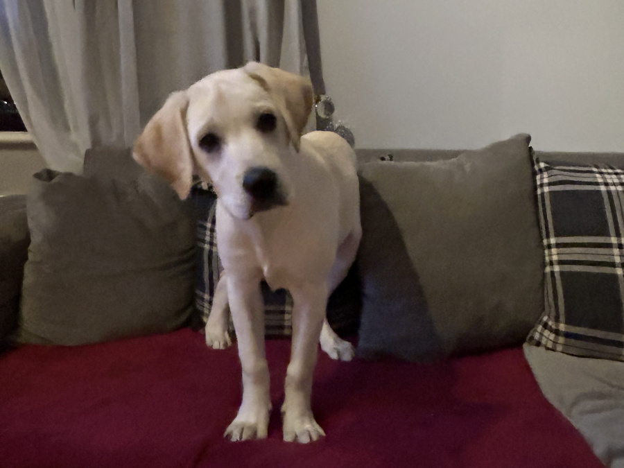 Labrador Girl puppy 5month old 4