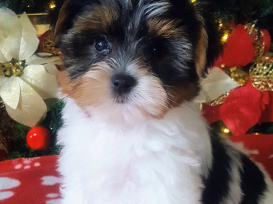 ❤️ Rare Biewer & Ocean Pearl Yorkshire Terrier