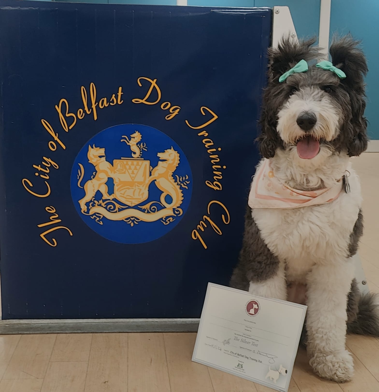 Sheepadoodle Puppy - Dogsy.ie
