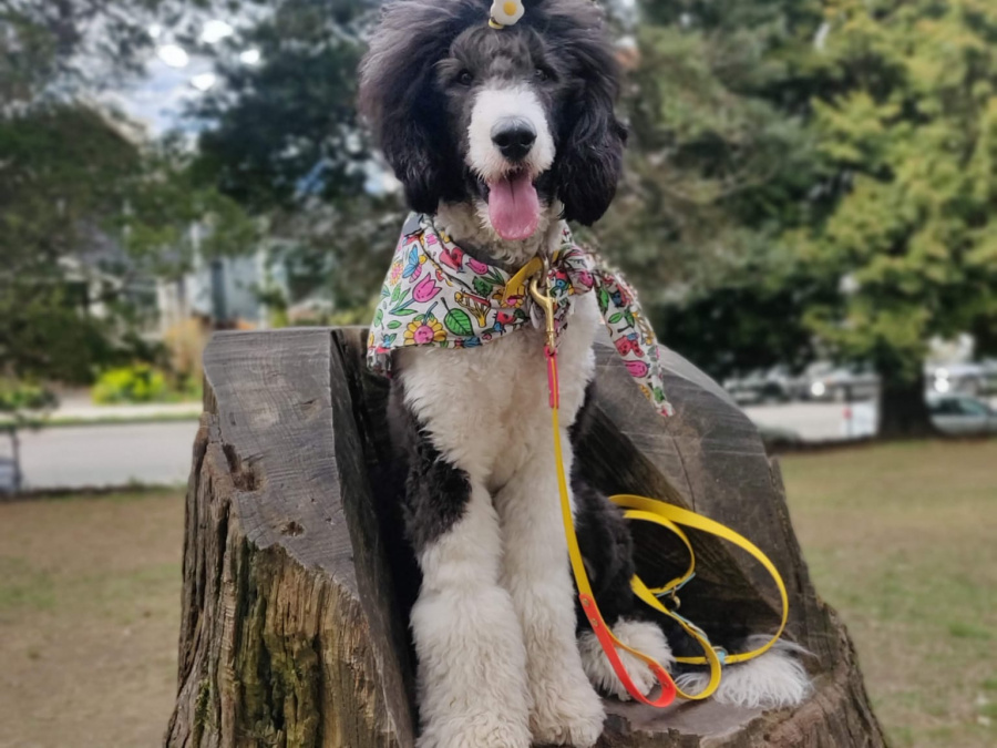 Sheepadoodle Puppy 3