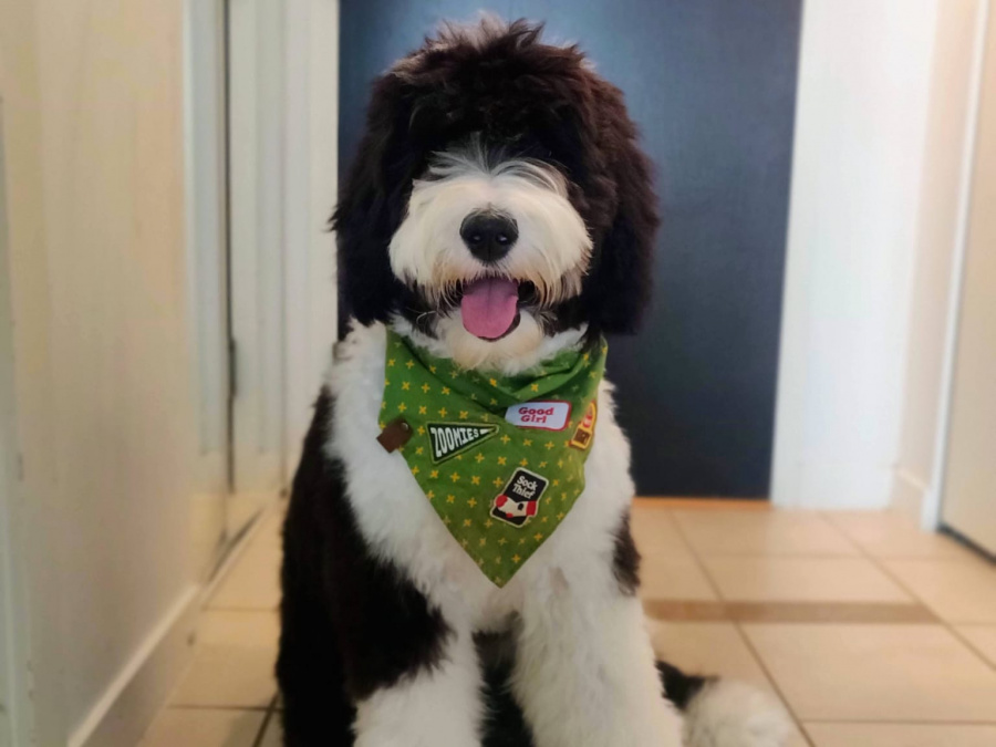 Sheepadoodle Puppy 5