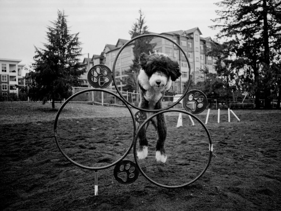Sheepadoodle Puppy 6