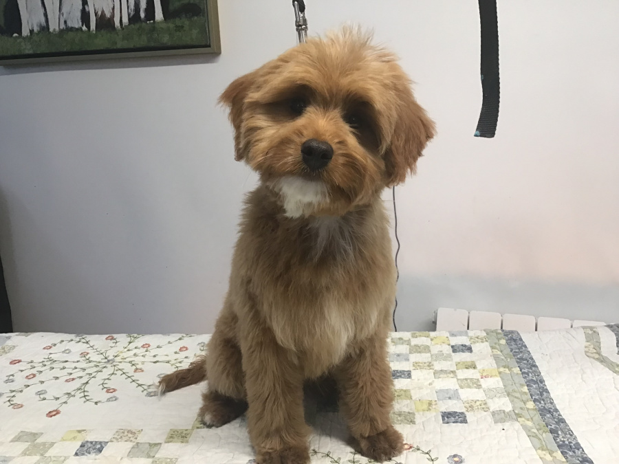 Rare Toy bernedoodles for rehoming 2