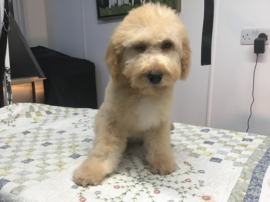 Rare Toy bernedoodles for rehoming 4