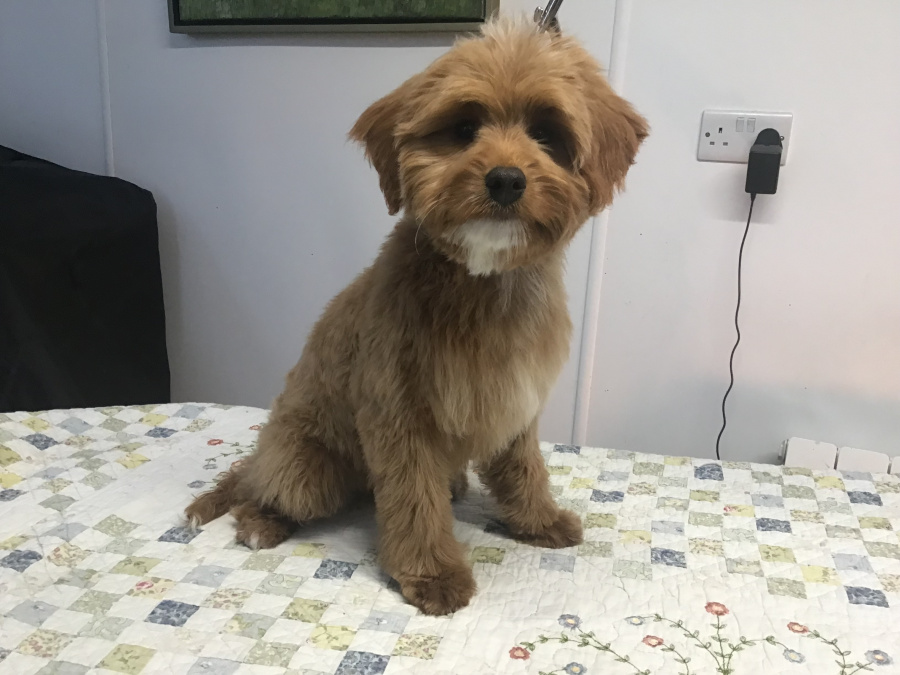 Rare Toy bernedoodles for rehoming 1