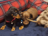 Beautiful miniature dachshund puppies 2