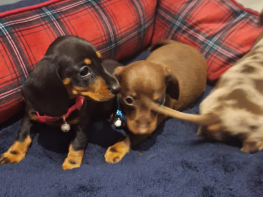 Beautiful miniature dachshund puppies 2