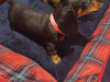 Beautiful miniature dachshund puppies 3