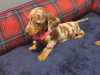 Beautiful miniature dachshund puppies 5