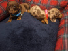Beautiful miniature dachshund puppies 6