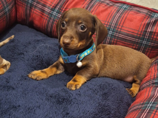 Beautiful miniature dachshund puppies