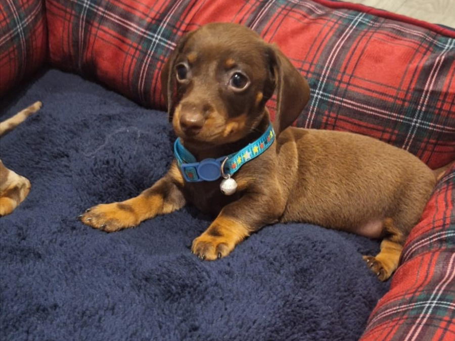 Beautiful miniature dachshund puppies 1