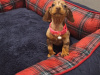 Beautiful miniature dachshund puppies 4