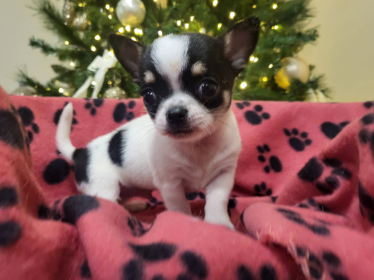 Chihuahuas available 1 female 2 male