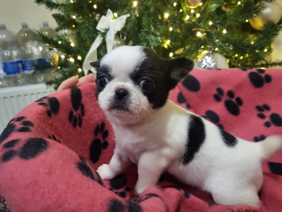 Chihuahuas available 1 female 2 male 6