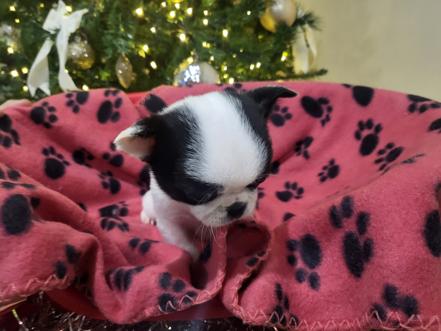 Chihuahuas available 1 female 2 male 7