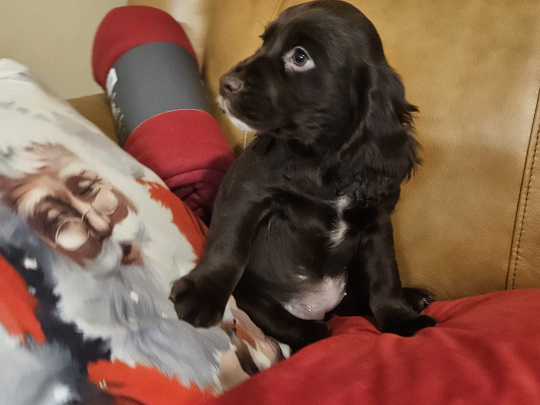 Beautiful English Cocker Spaniel  puppies
