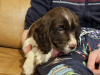 Beautiful English Cocker Spaniel  puppies 4