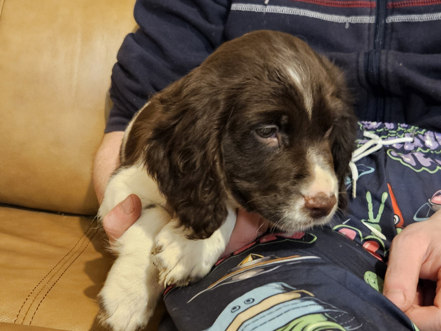 Beautiful English Cocker Spaniel  puppies 4