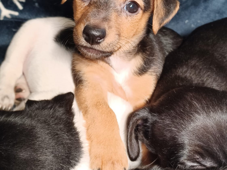 Small & Sweet Cavajacks 4