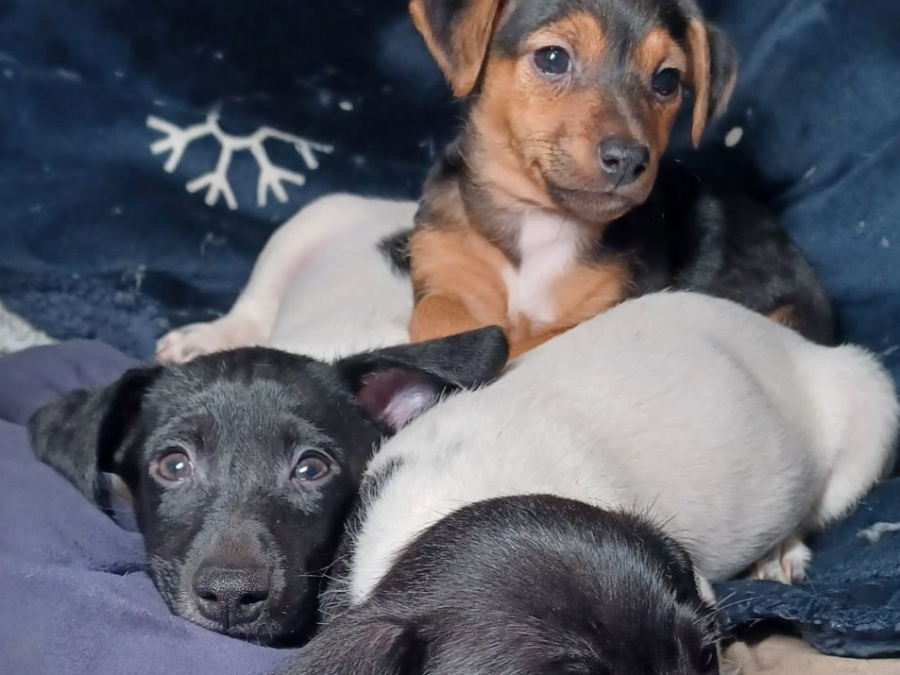 Small & Sweet Cavajacks 6