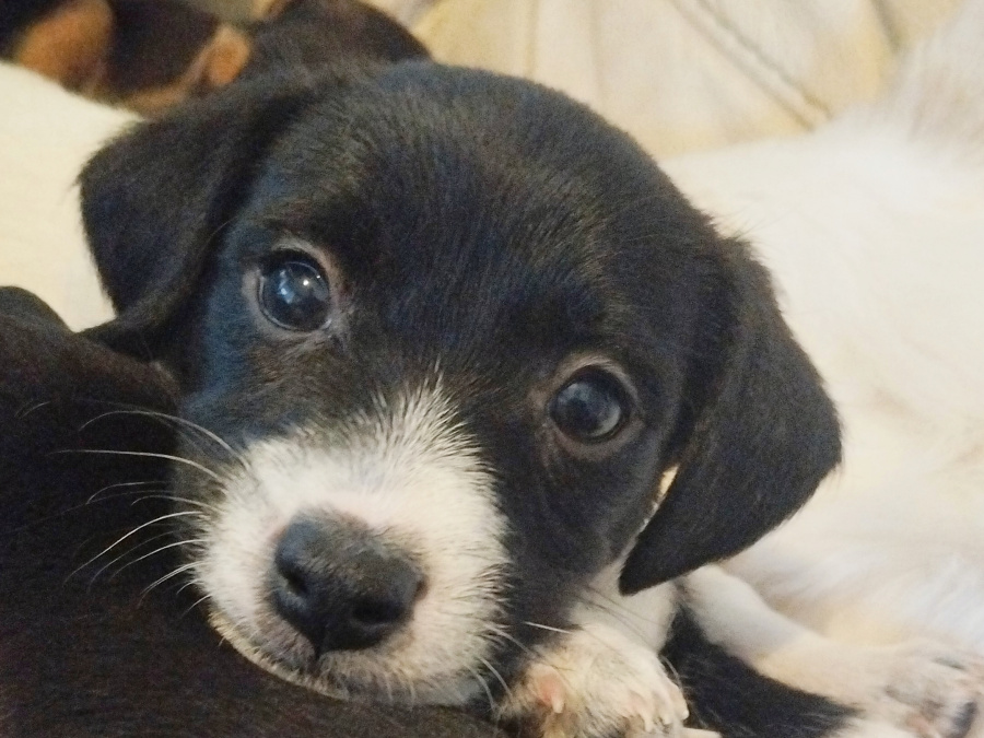 Small & Sweet Cavajacks 7