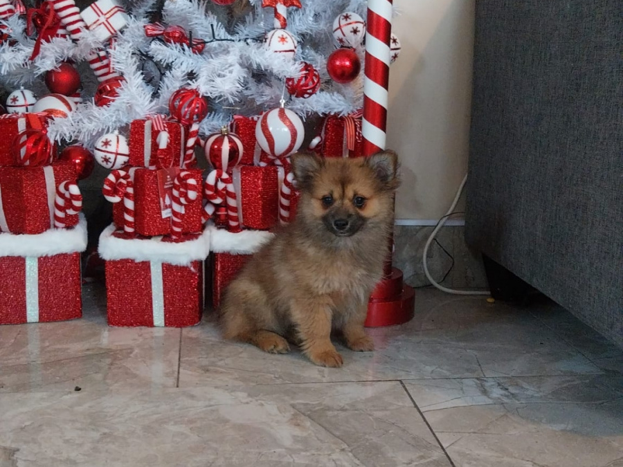 Pomeranians in galway 😍 2