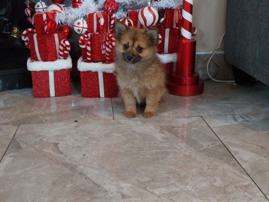 Pomeranians in galway 😍 1