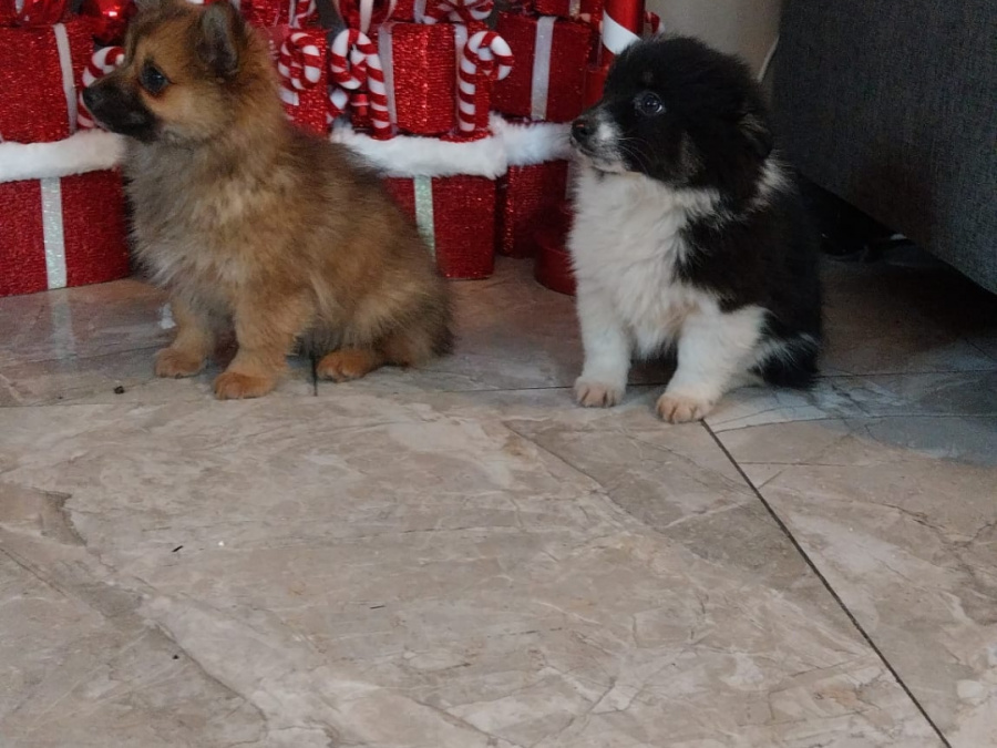 Pomeranians in galway 😍 3