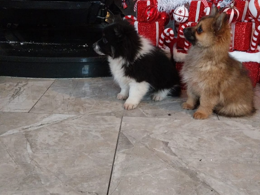 Pomeranians in galway 😍 4