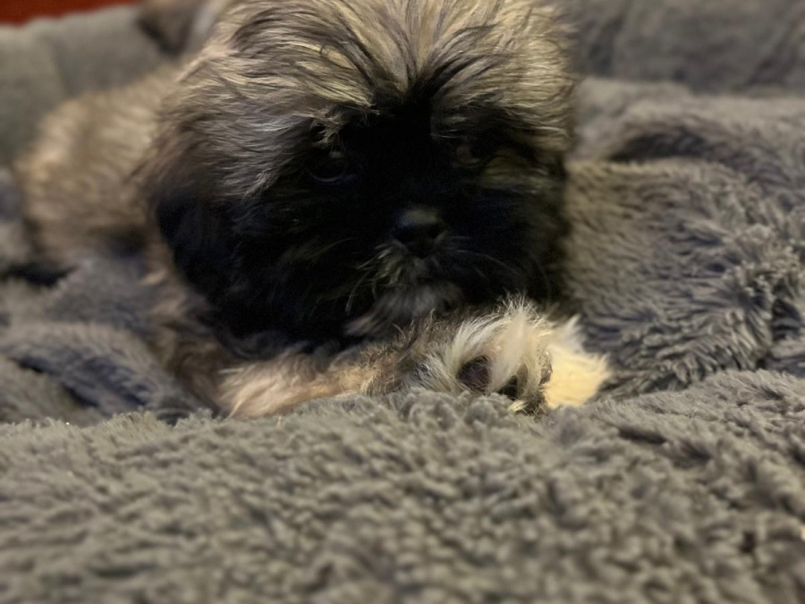 Amazing family pets 2