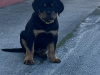 Top Quality Rottweiler Females Available 1