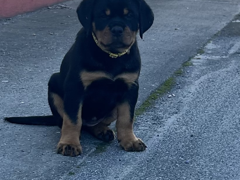 Top Quality Rottweiler Females Available 1