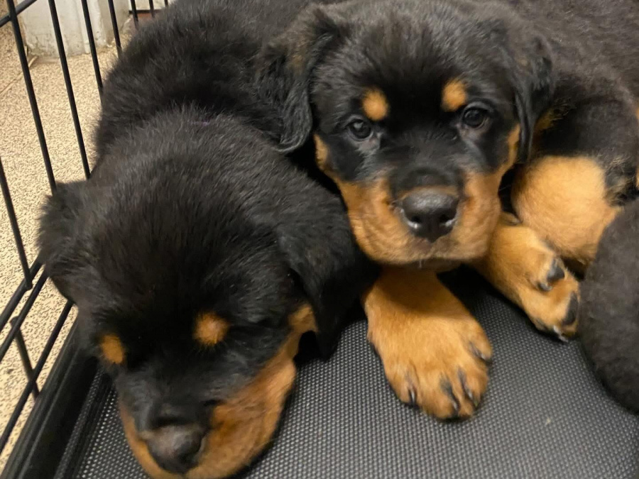 Top Quality Rottweiler Females Available 2