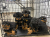 Top Quality Rottweiler Females Available 4