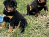 Top Quality Rottweiler Females Available 3