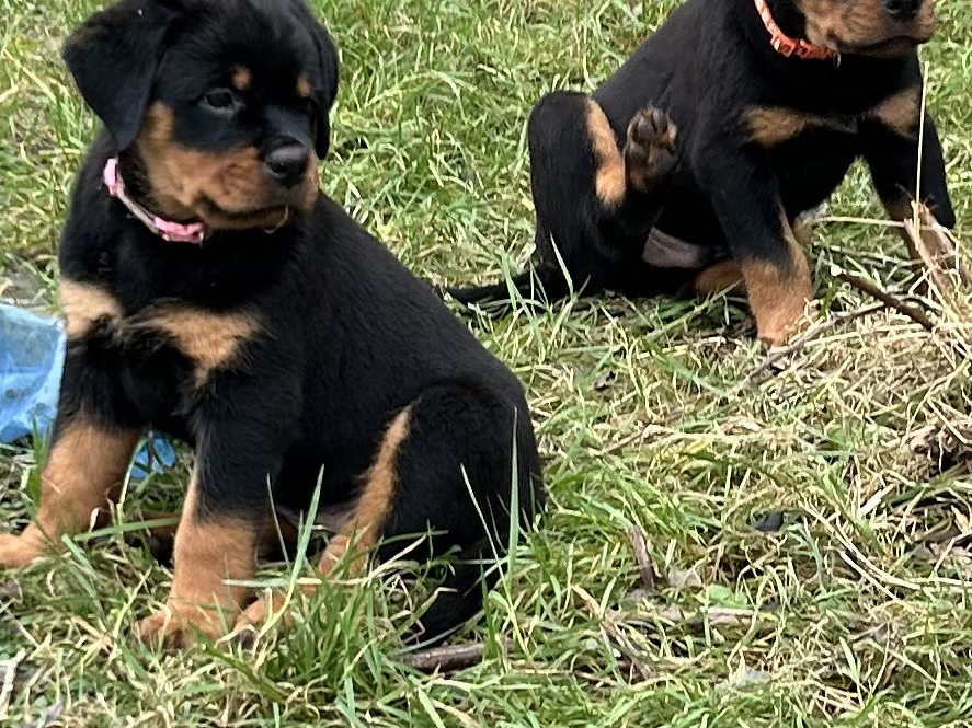 Top Quality Rottweiler Females Available 3