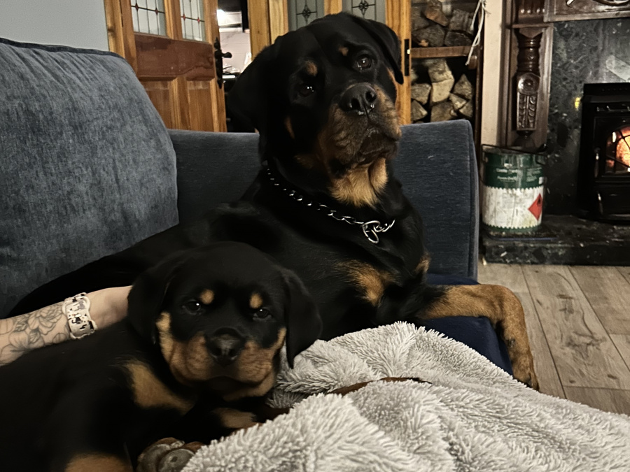 Top Quality Rottweiler Females Available 5
