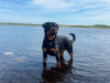 Top Quality Rottweiler Females Available 6