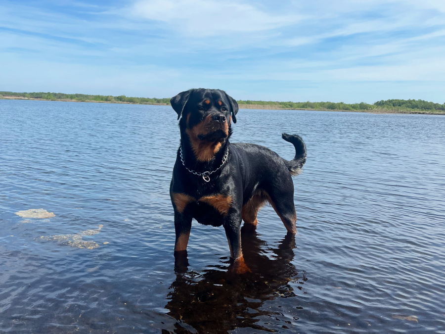 Top Quality Rottweiler Females Available 6