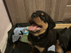 Top Quality Rottweiler Females Available 7