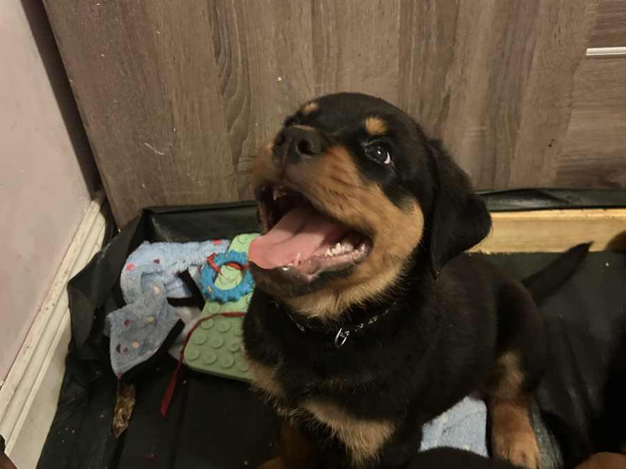 Top Quality Rottweiler Females Available 7