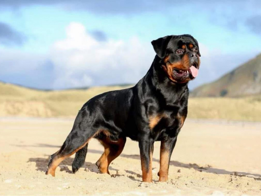 Top Quality Rottweiler Females Available 8