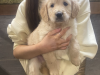 Male golden retriever puppy 1