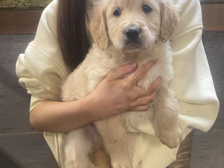 Male golden retriever puppy 1
