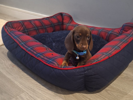 Beautiful miniature dachshund puppy