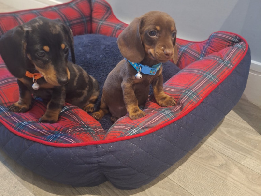 Beautiful miniature dachshund puppy