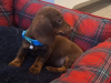 Beautiful miniature dachshund puppy 3